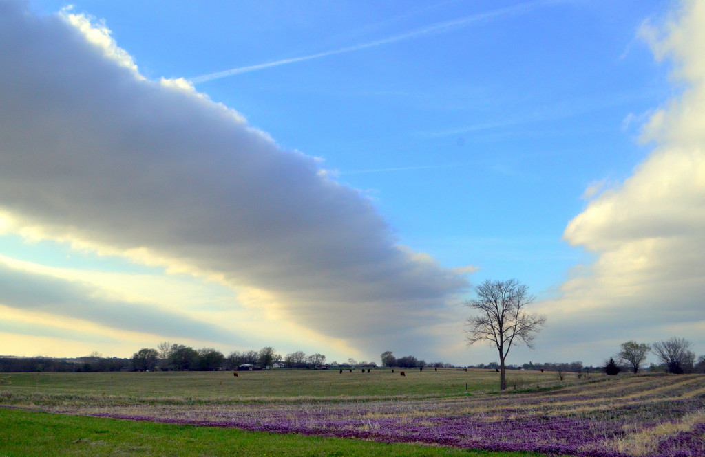 Purple Field, Roll Cloud, and Tree by kareenking