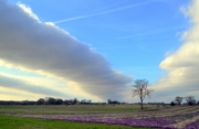 6th Apr 2015 - Purple Field, Roll Cloud, and Tree