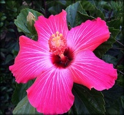 6th Apr 2015 - Pink Hibiscus