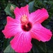 Pink Hibiscus by homeschoolmom