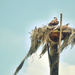 Osprey Nest by mhei