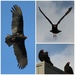 Vulture's Watching  by markandlinda
