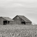 Barns by lsquared