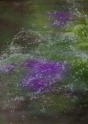 6th Apr 2015 - Violet under water