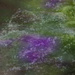 Violet under water by randystreat