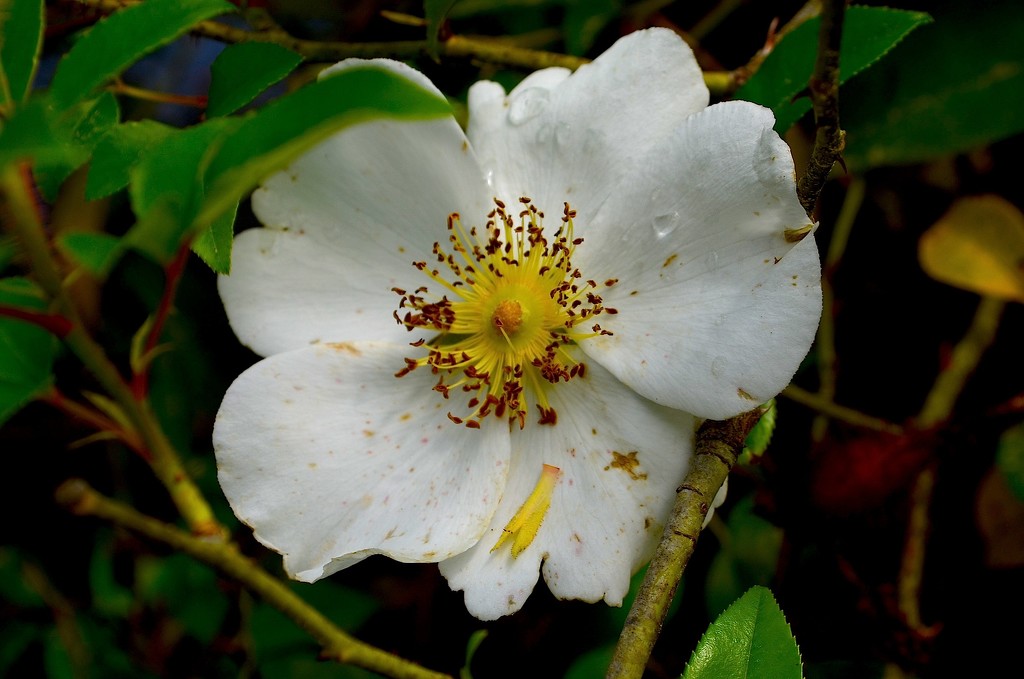 Magnolia Gardens, Charleston, SC by congaree