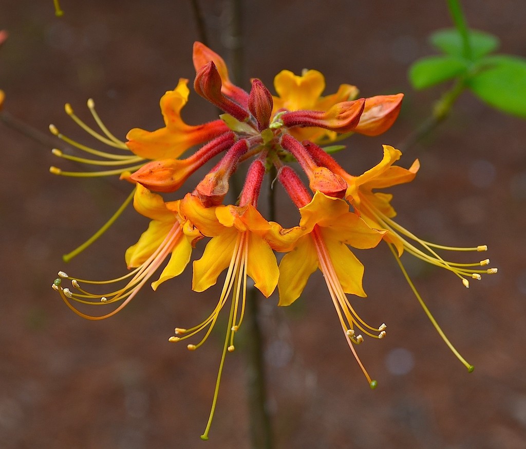 Gibralta Exbury Azaleas, one of the stunning hybrids at  Magnolia Gardens, Charleston, SC by congaree