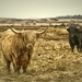 Hardy Heilan Coos by helenw2