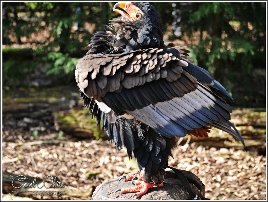 Posing Bateleur Eagle by carolmw