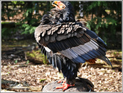 7th Apr 2015 - Posing Bateleur Eagle