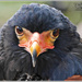 Bateleur Eagle by carolmw