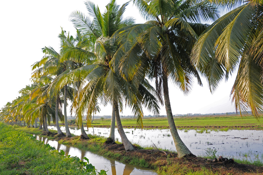 Coconut Palm fringe rice paddy by ianjb21