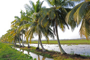 7th Apr 2015 - Coconut Palm fringe rice paddy