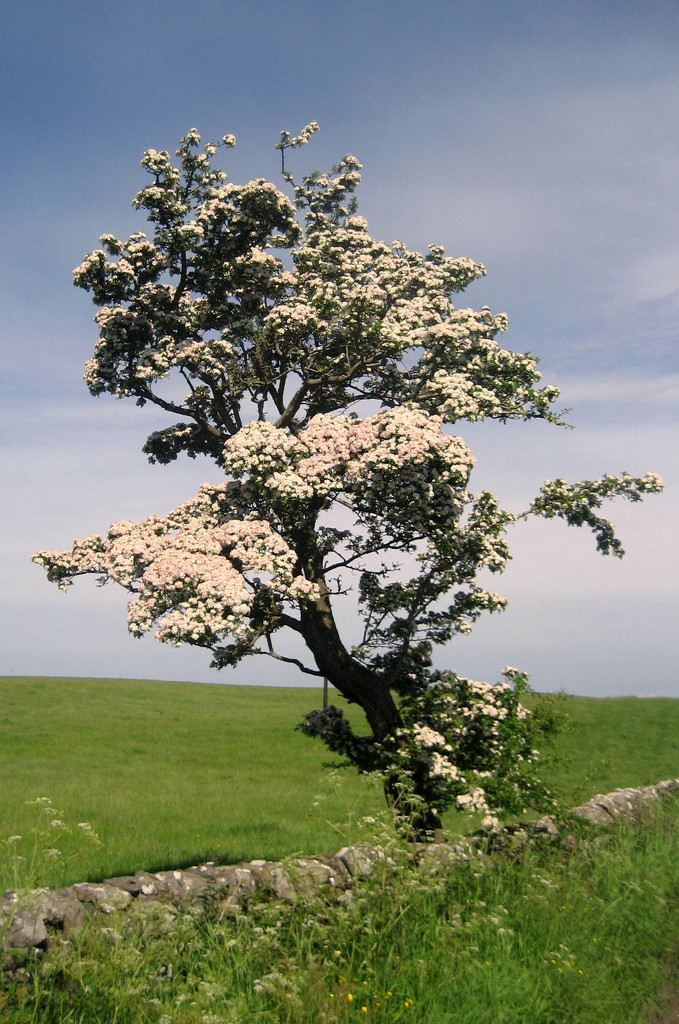 Hawthorn blossom by steveandkerry