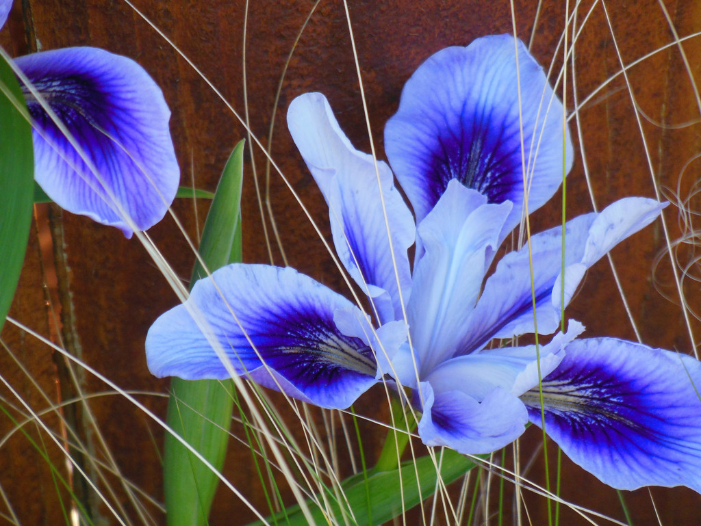 Iris Variety by seattlite