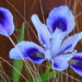 Iris Variety by seattlite