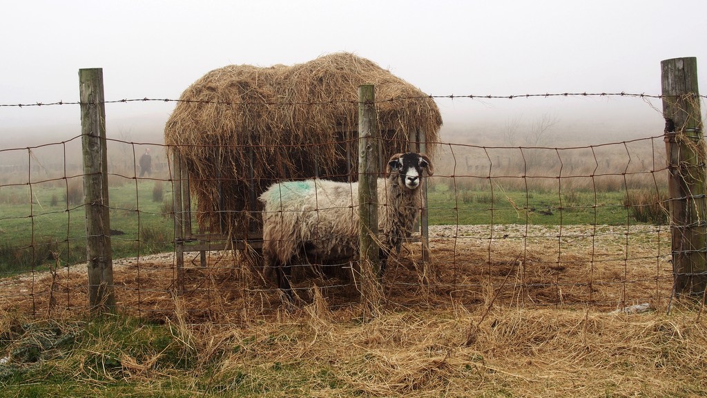 Foggy sheep by happypat