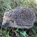 hedgehog by steveandkerry