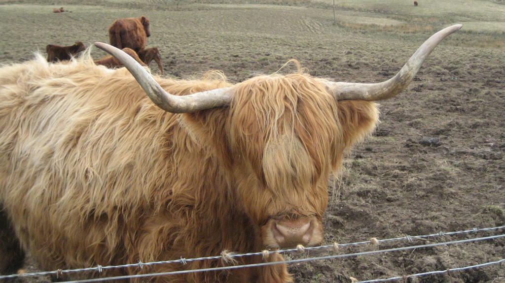 Heeland coo by steveandkerry