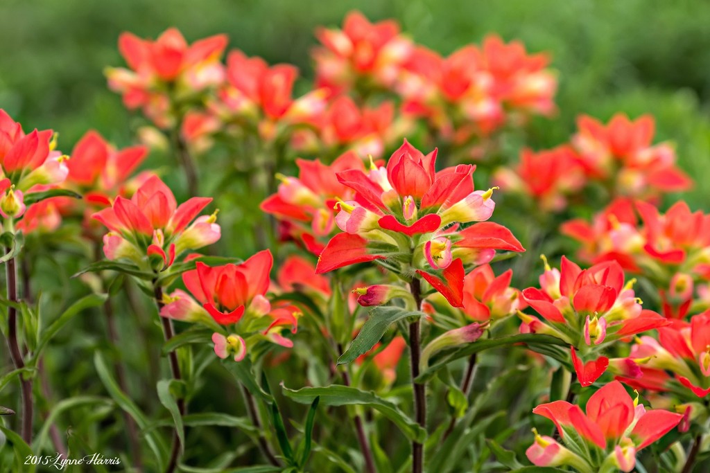 Indian Paintbrush by lynne5477
