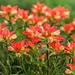 Indian Paintbrush by lynne5477