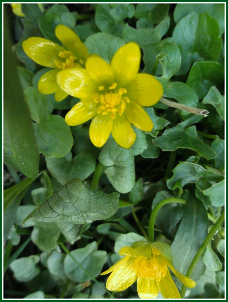 Celandine  by beryl