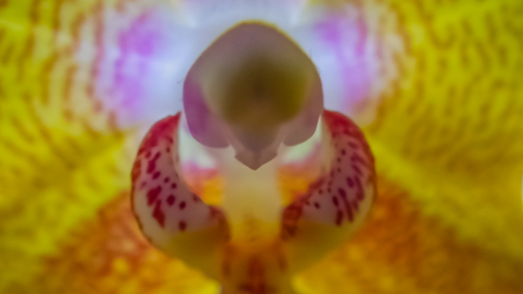 Inner Orchid by loweygrace