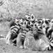 Ring-tailed Lemurs by leonbuys83