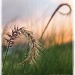Grass Dancers by pixelchix