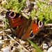 Peacock butterfly  by barrowlane