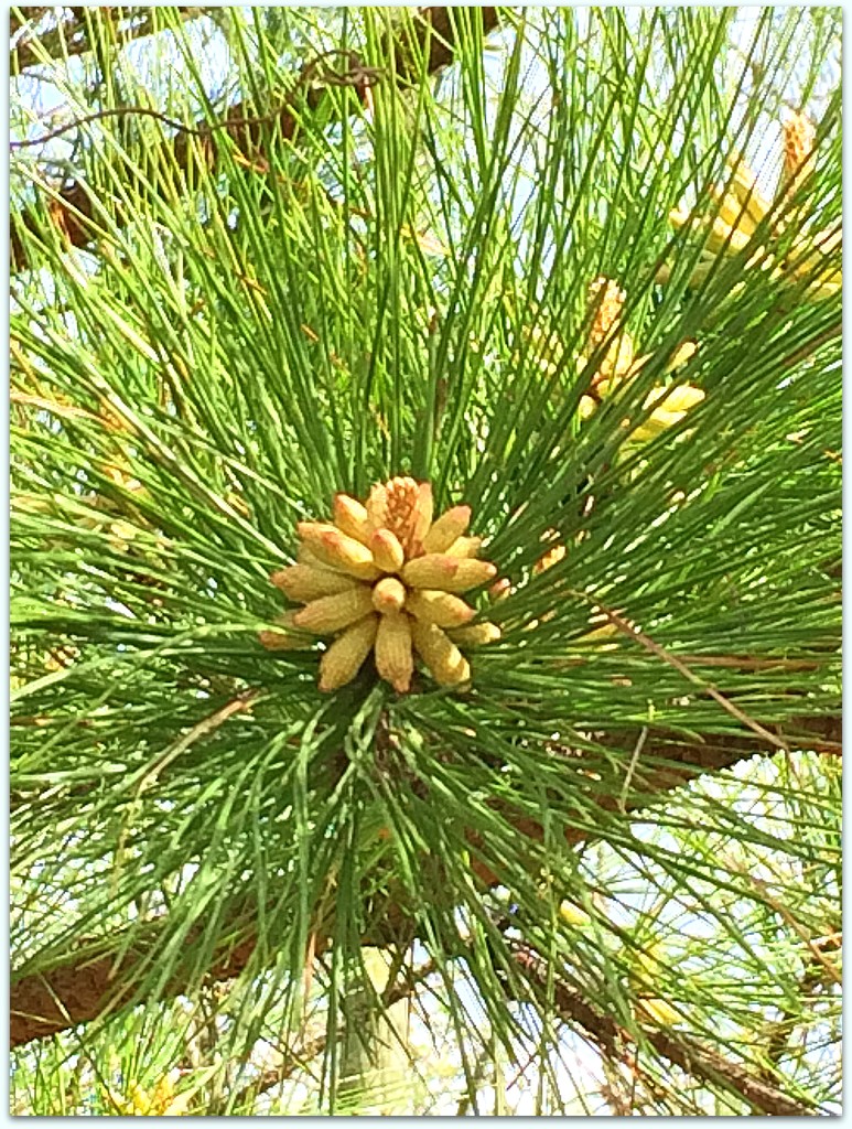 Baby Pine Cones by homeschoolmom