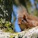 squirrel by shirleybankfarm