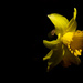 Day 092, Year 3 - Solo Sunlit Daffodil  by stevecameras