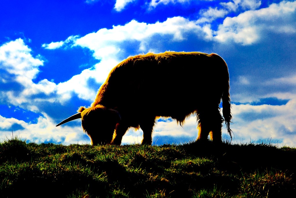 Highland cow by tomdoel