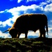Highland cow by tomdoel
