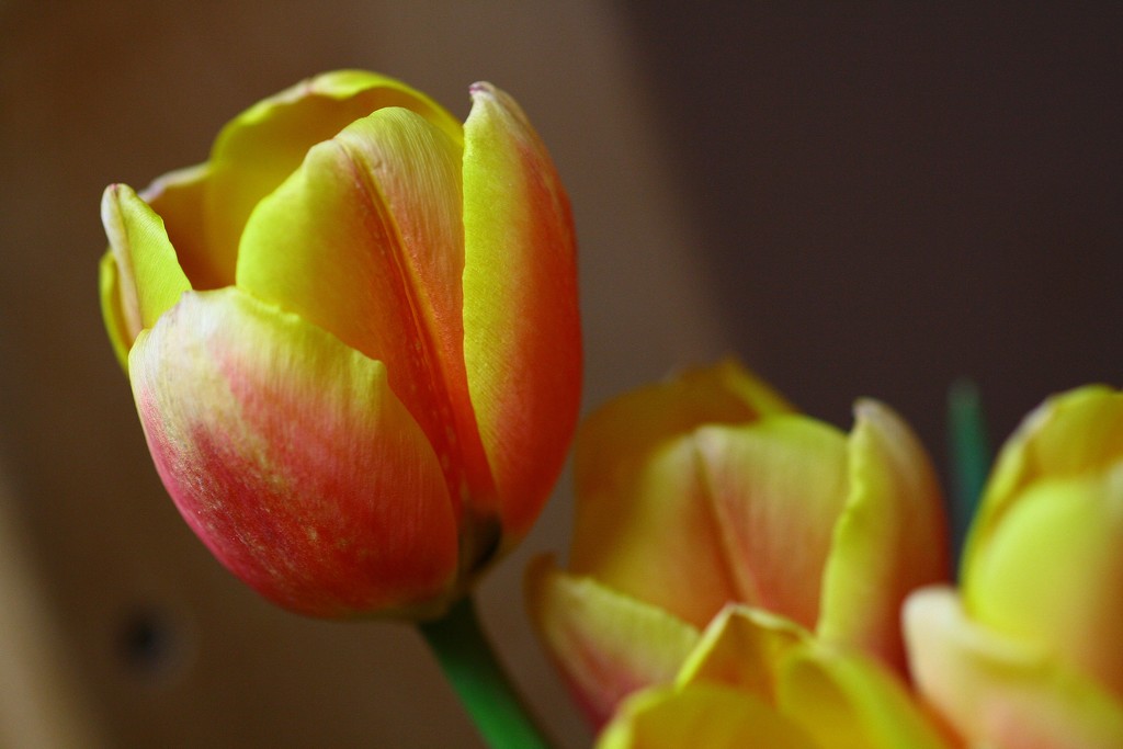 Tulip by sarahlh
