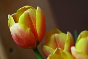 7th Apr 2015 - Tulip