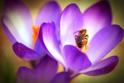 7th Apr 2015 - The first bee of the season