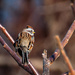 Tree Sparrow by joansmor