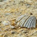Fossils by lynne5477