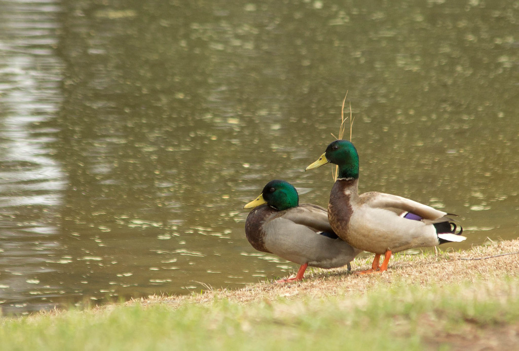 Mallard Ducks by tara11