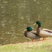 Mallard Ducks by tara11