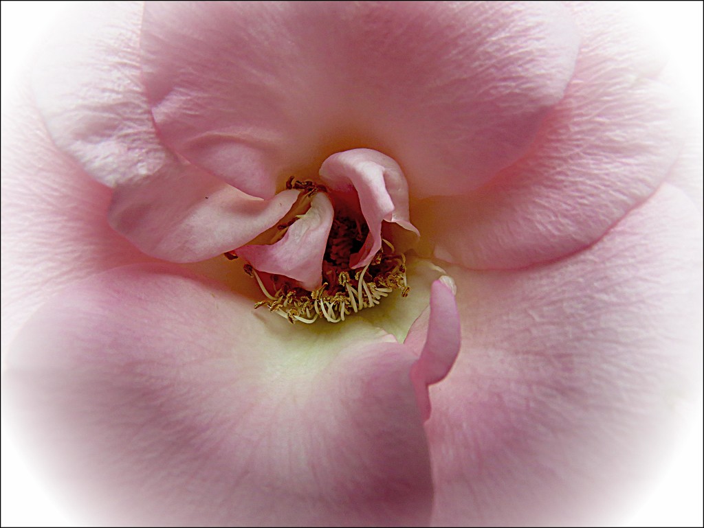 Bashful Rose by olivetreeann