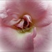 Bashful Rose by olivetreeann