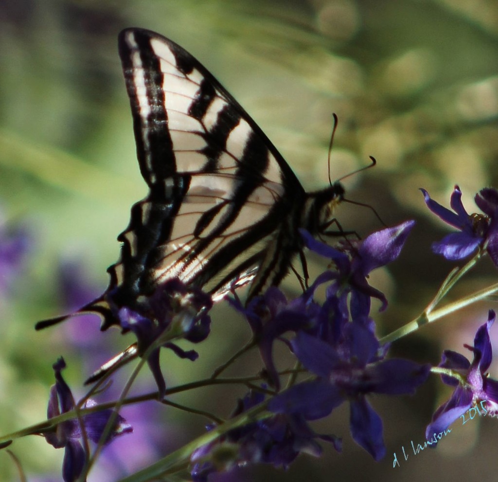 Swallow Tail Butterfly  by flygirl