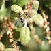 Pinnacle Bee by flygirl