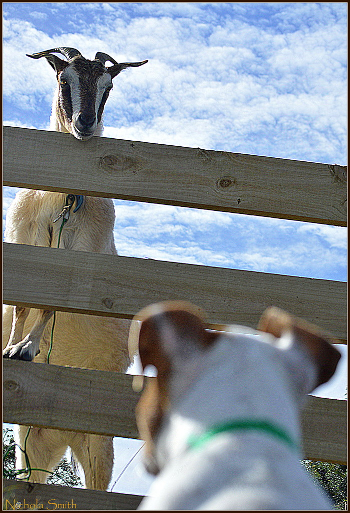 Tilly meets a Goat by nickspicsnz