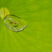 Plop! The water droplet goes PLOP! by gigiflower