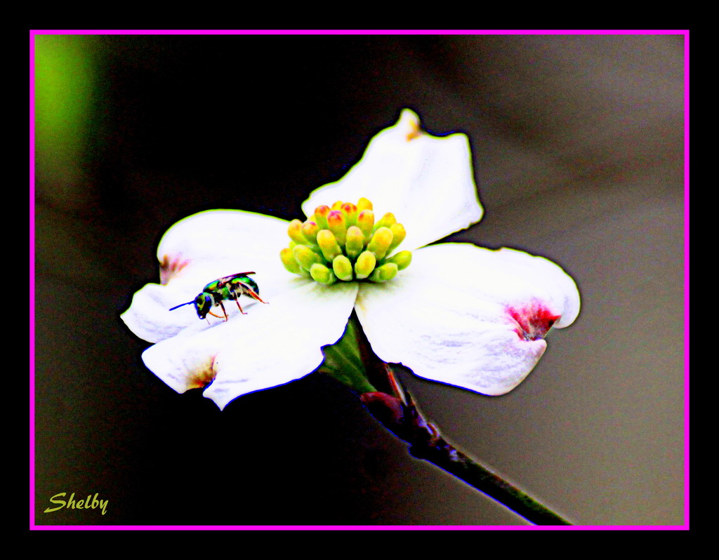 Bee on Dogwood flower by vernabeth