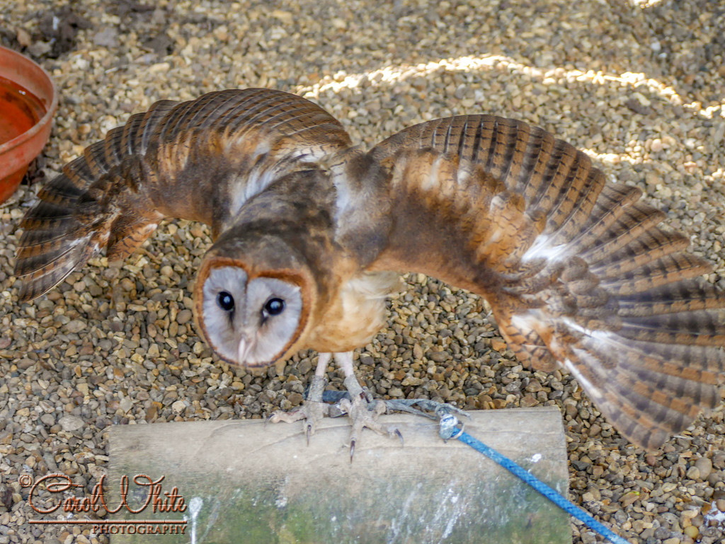 Ashy-Faced Owl by carolmw